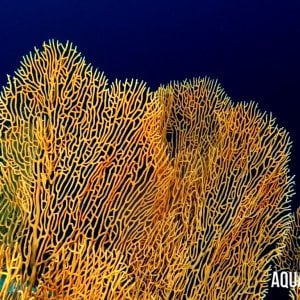 Aquaventure - Addu Reef (35).jpg