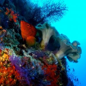 Aquaventure - Addu Reef (36).jpg