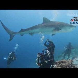 Tiger Shark Dive Fuvahmulah HD #maldives #fuvahmulah #tigershark #dive #world #underwater #unique