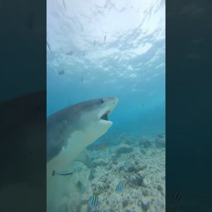 Tiger Sharks Feast on a Tuna | Fuvahmulah | Maldives | #extreme-dive-fuvahmulah