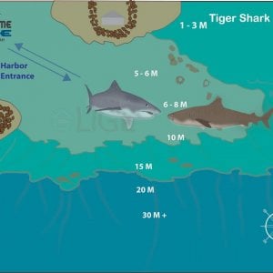 Tiger Shark dive site Fuvahmulah | #extreme-dive-fuvahmulah