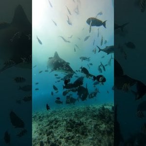 Tiger Shark encounter | Fuavhmaulh | #extreme-dive-fuvahmulah