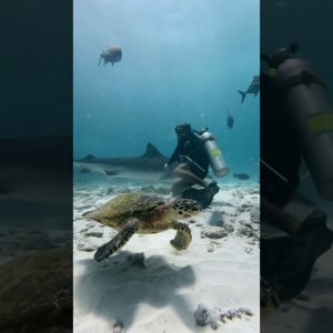 Tiger shark & Sea turtle | Fuvahmulah | Maldives | #extreme-dive-fuvahmulah