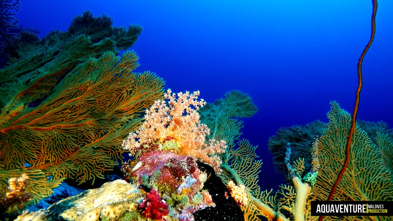 Aquaventure - Addu Reef (11).jpg