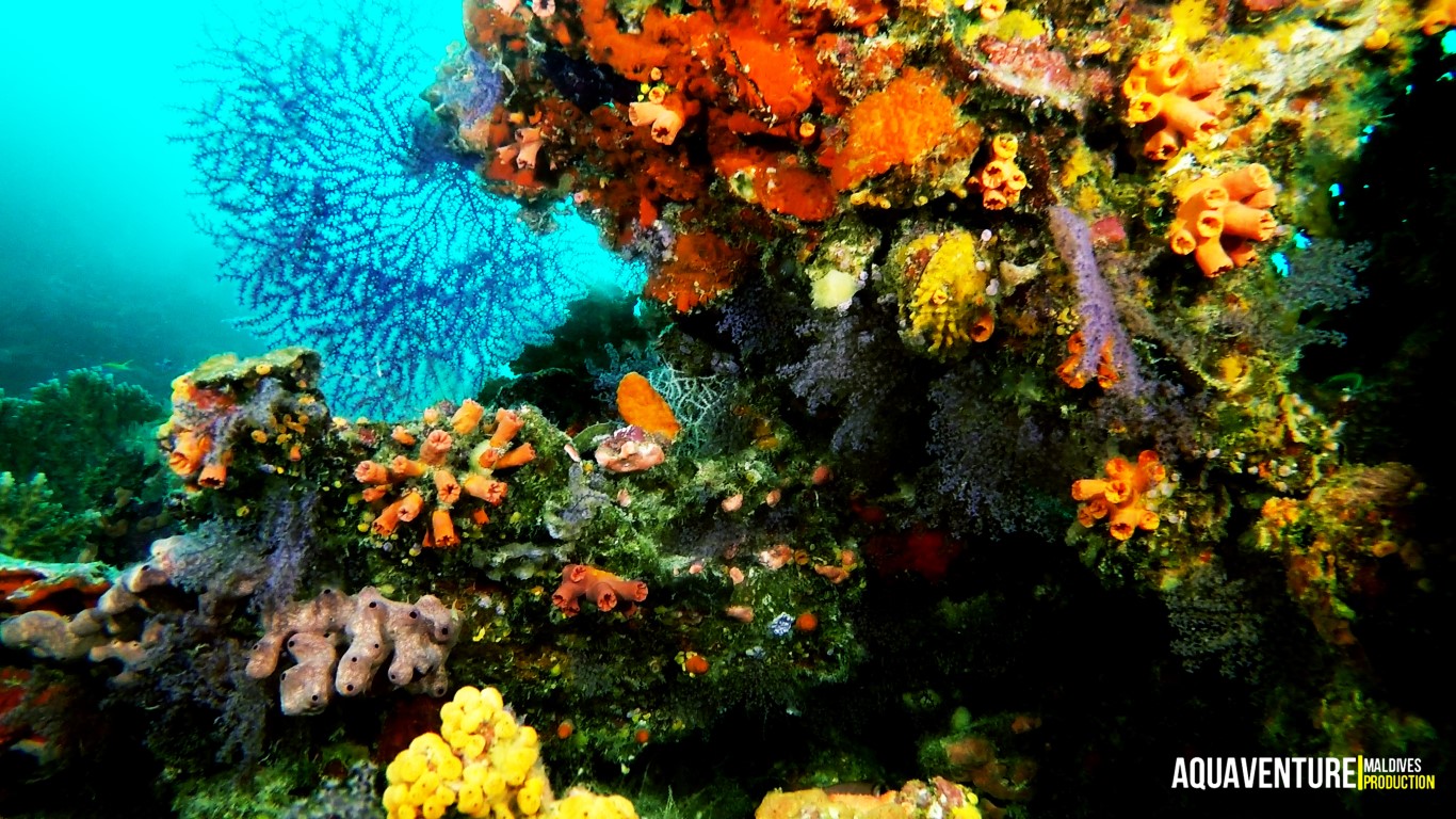 Aquaventure - Addu Reef (14).jpg