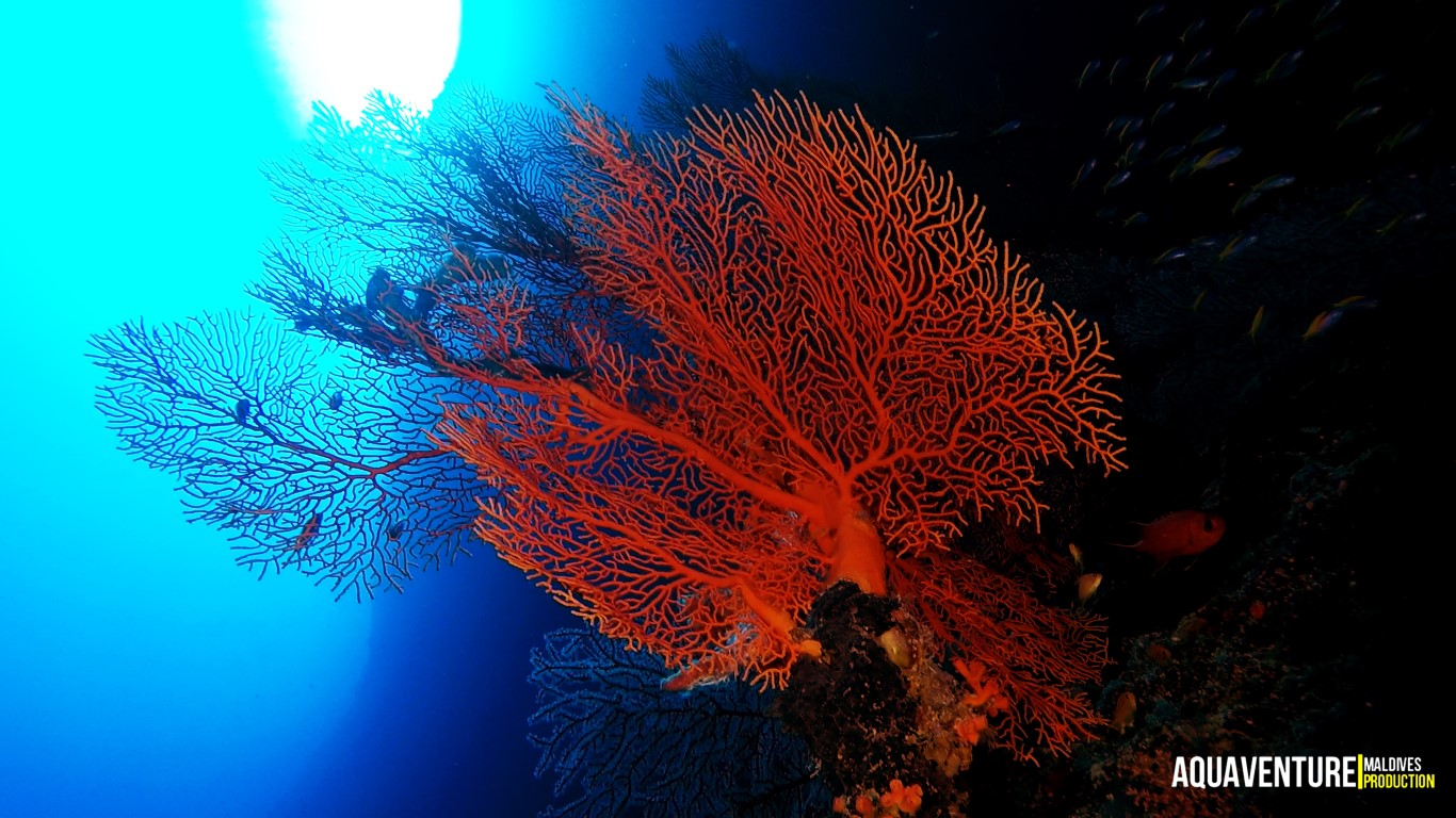 Aquaventure - Addu Reef (15).jpg