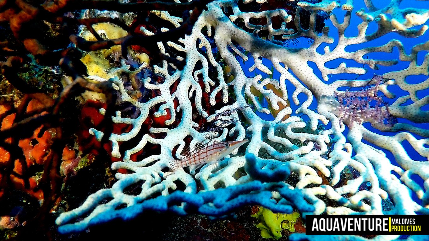 Aquaventure - Addu Reef (31).jpg