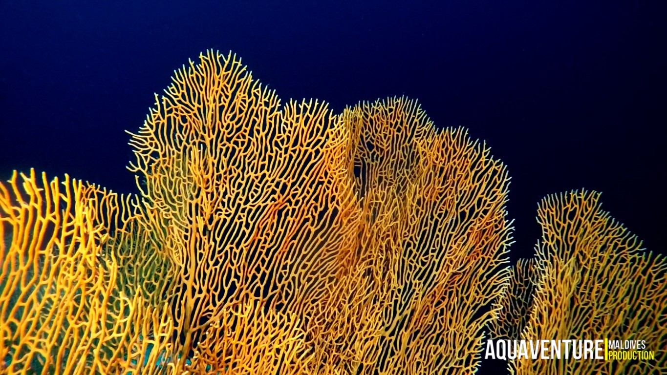 Aquaventure - Addu Reef (35).jpg