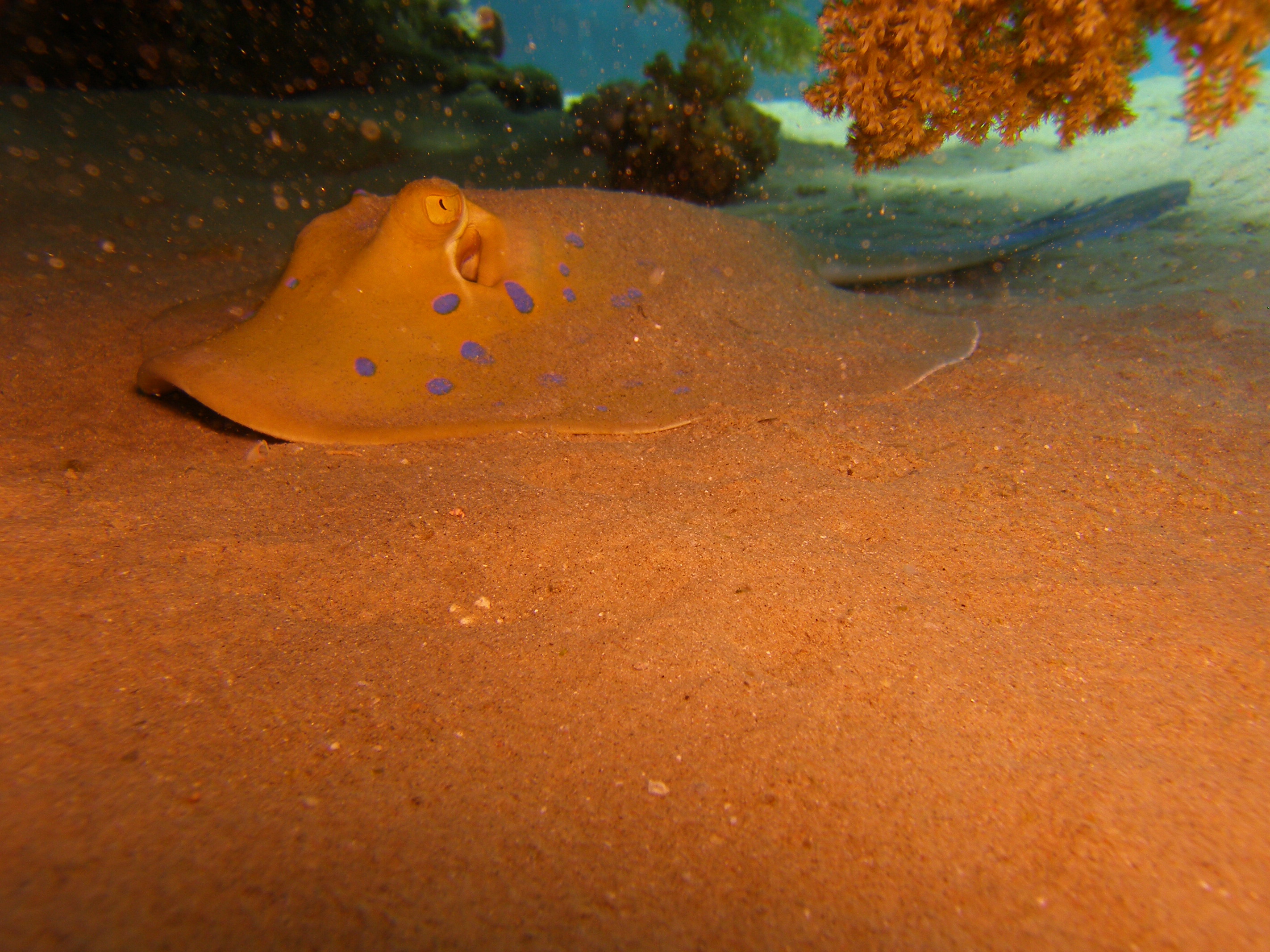 Blue spotted ray