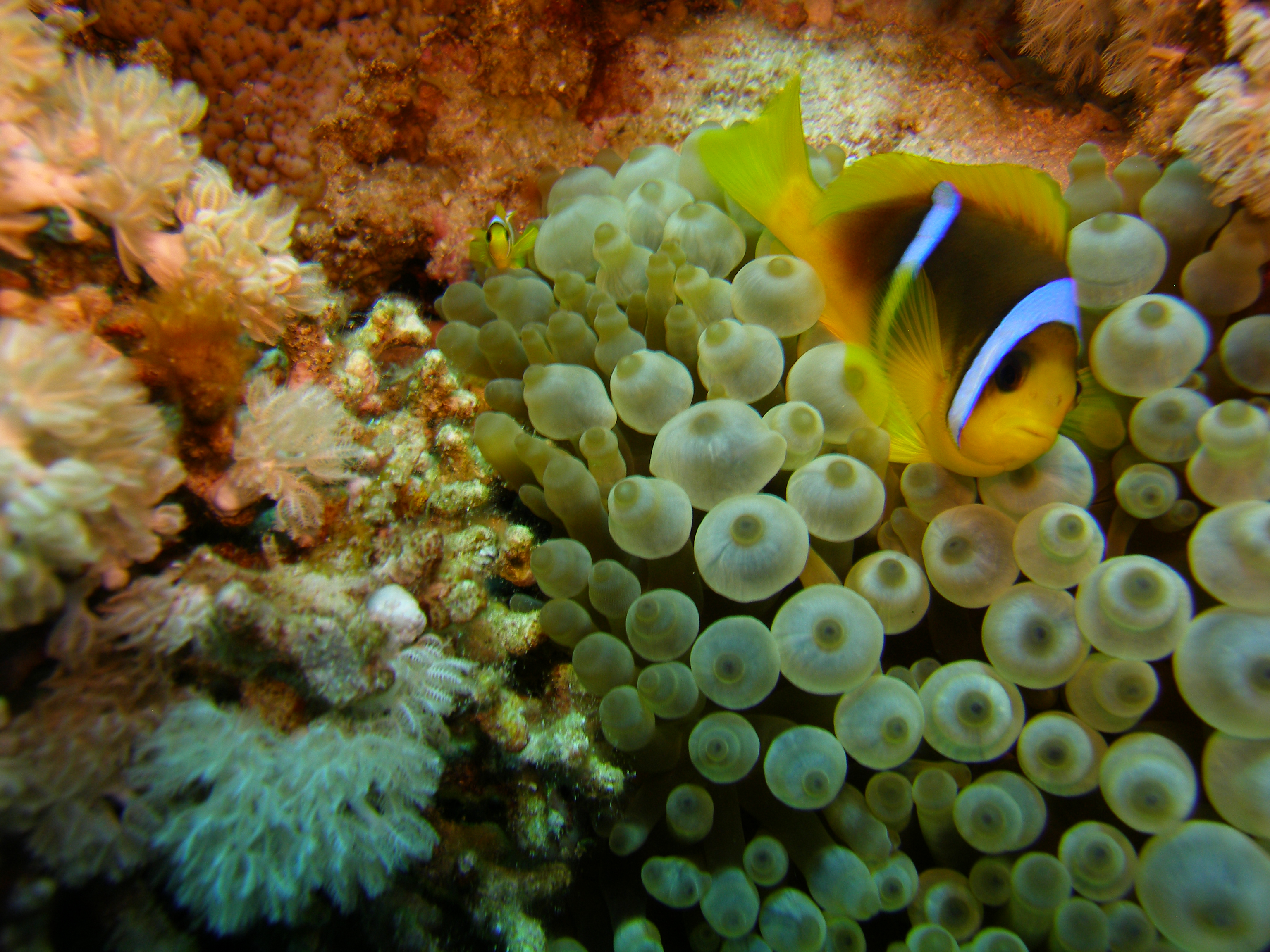 Clown fish