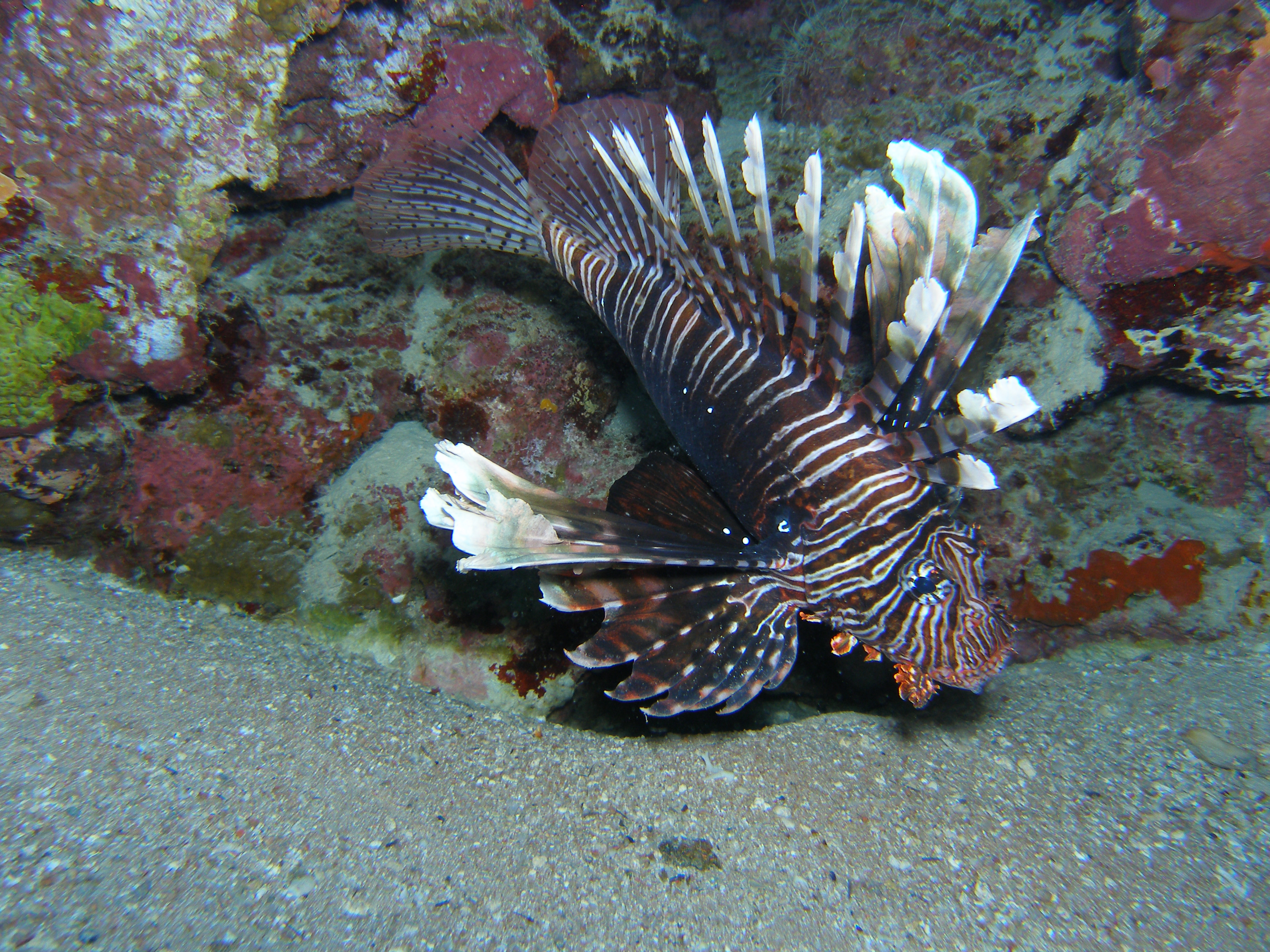 Common lion fish