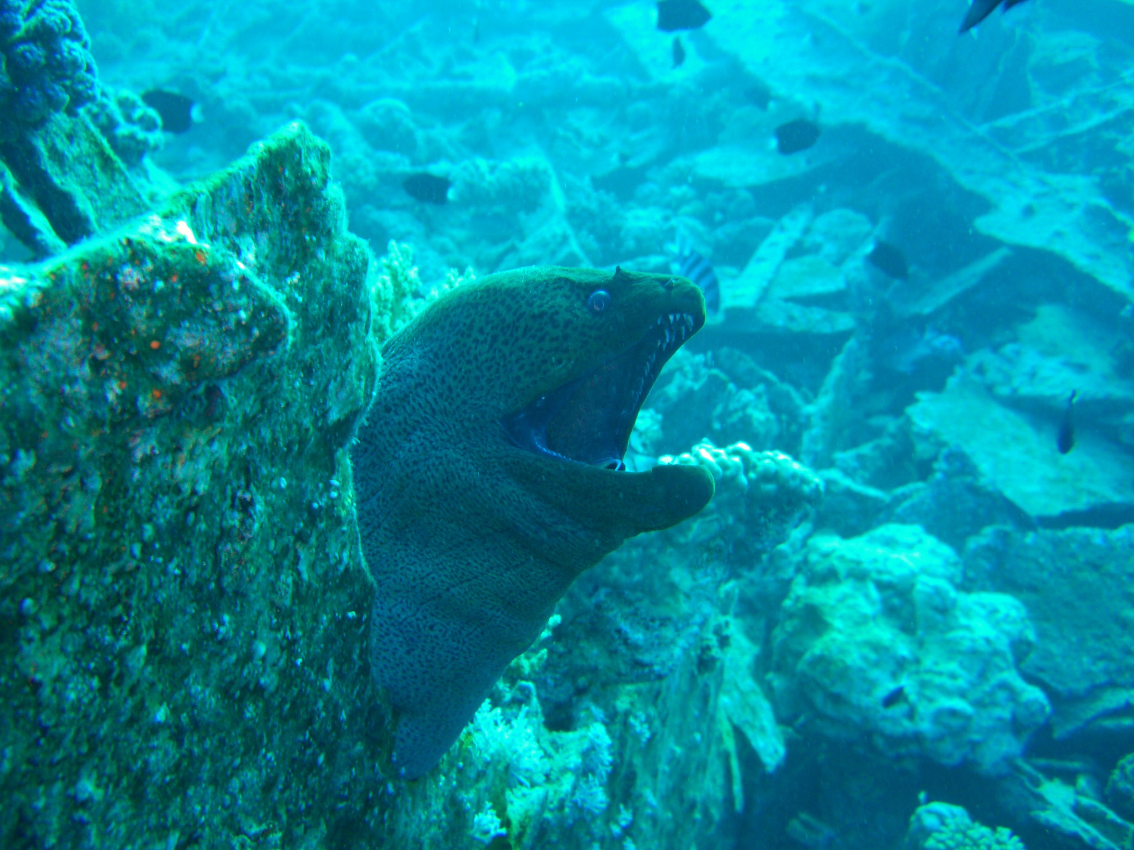 conger on shallow wreck