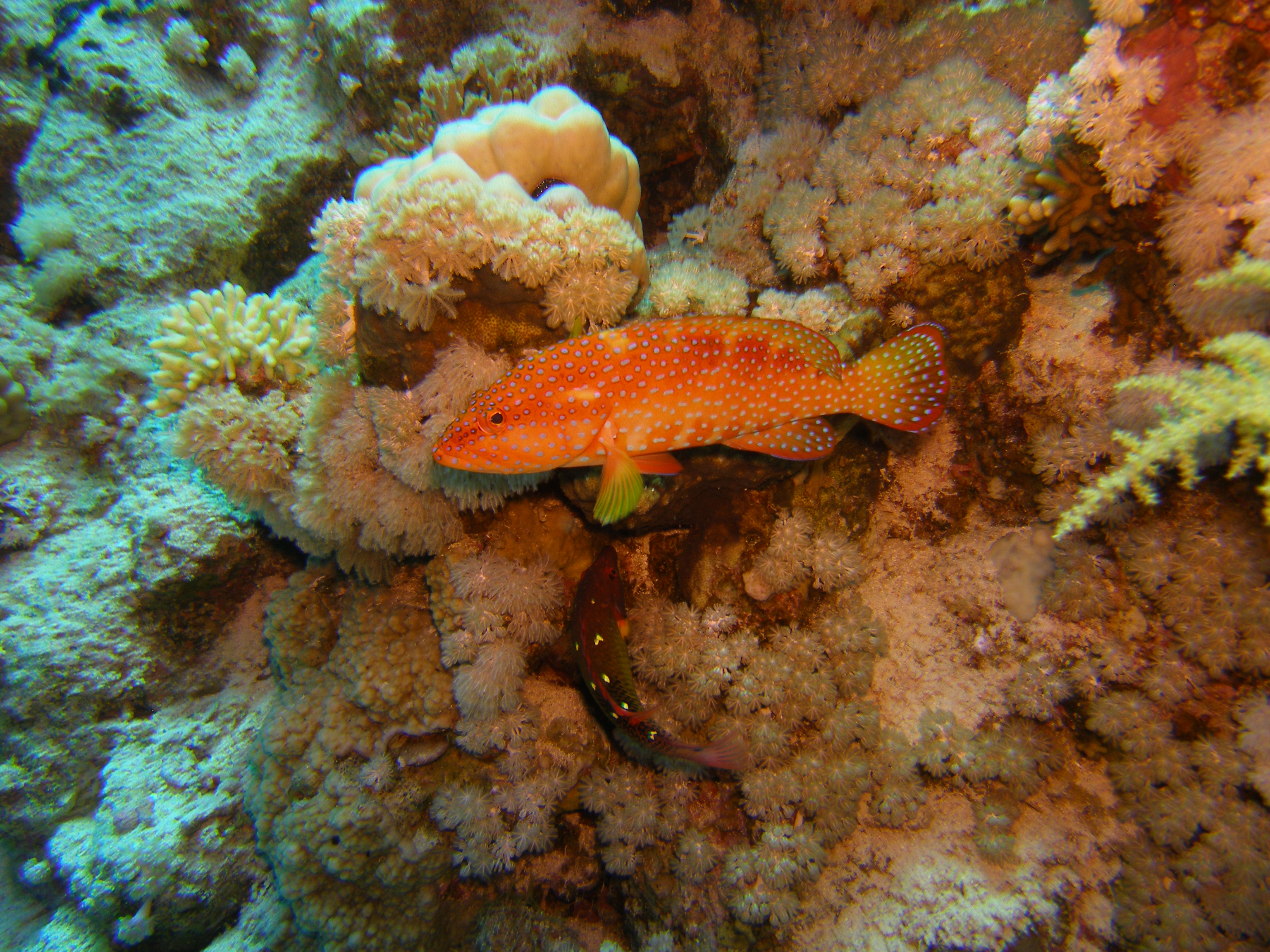 Coral Hind