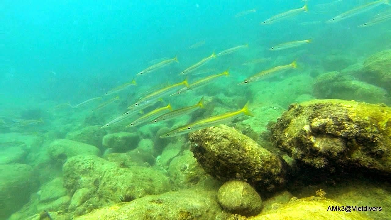 Freedive Koh Rong