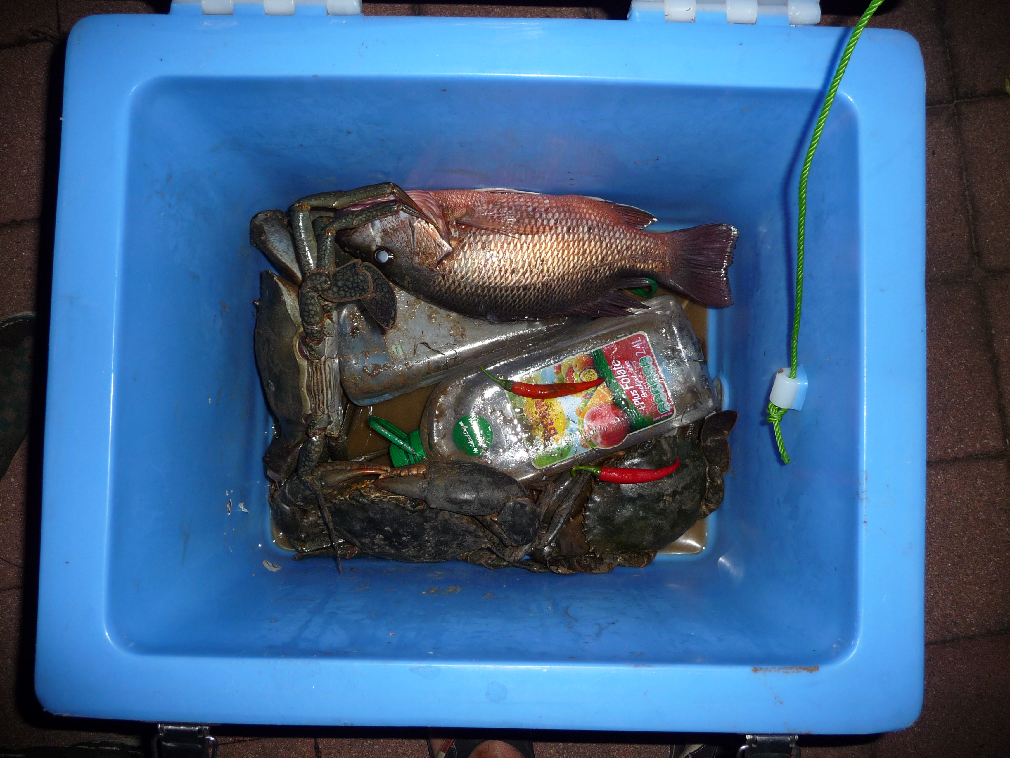 Mangrove Jack and muddies