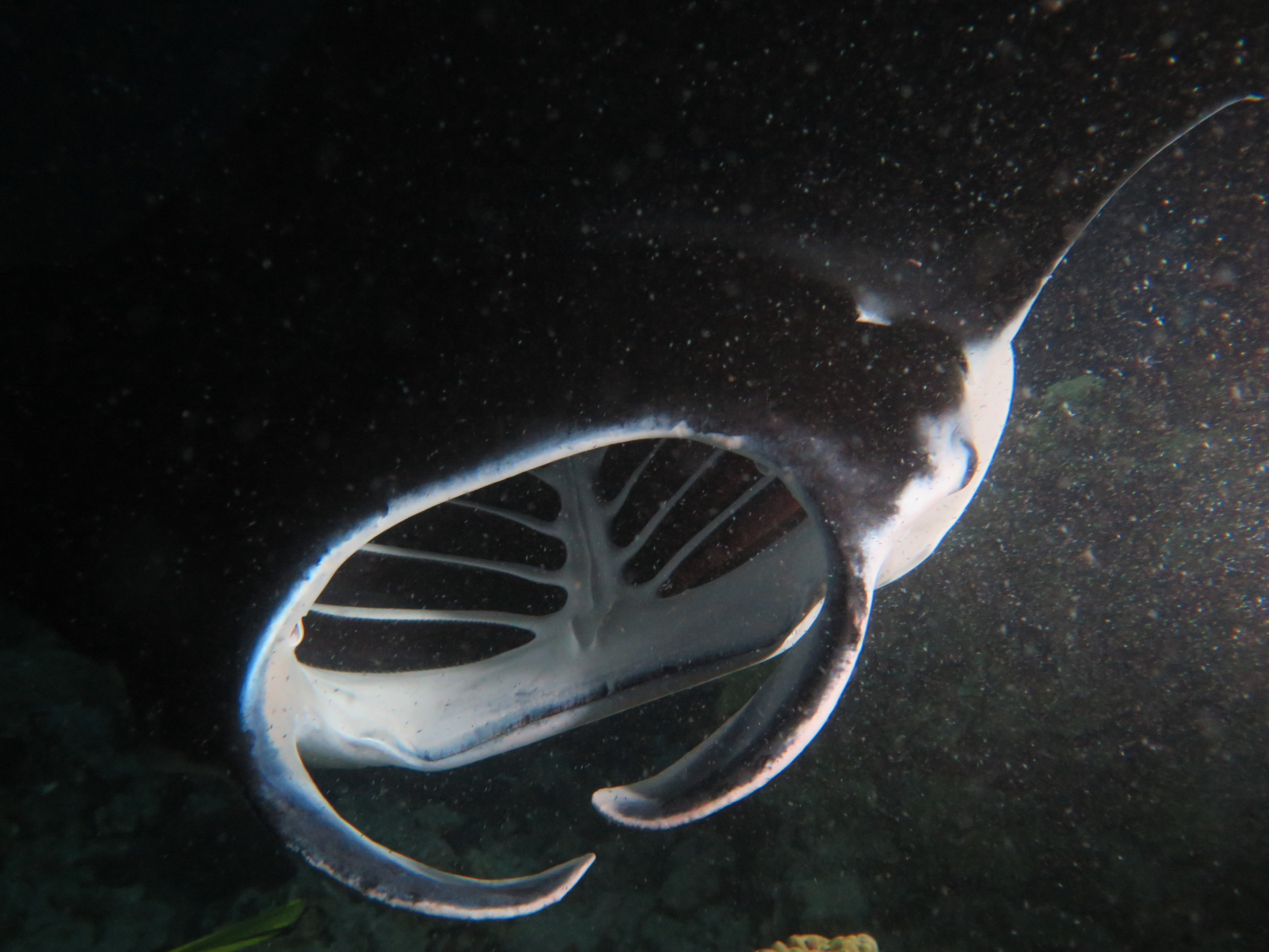 manta ray dive