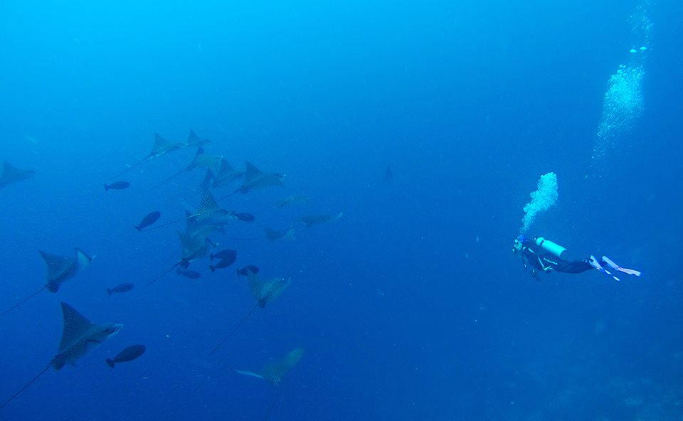 Meeting a school of eagle rays