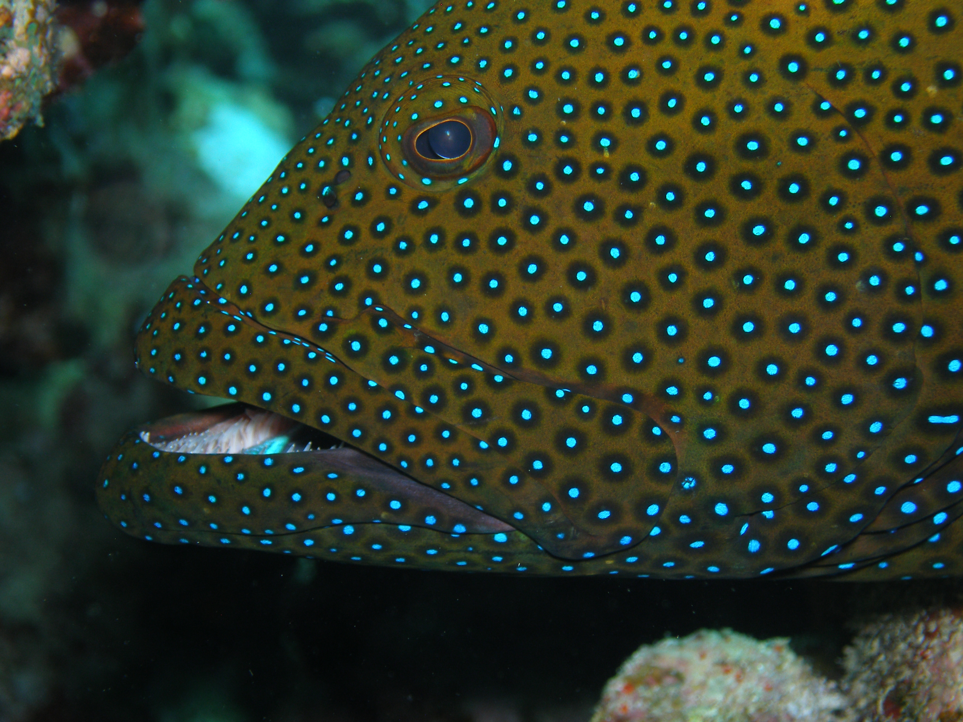 Peacock Grouper