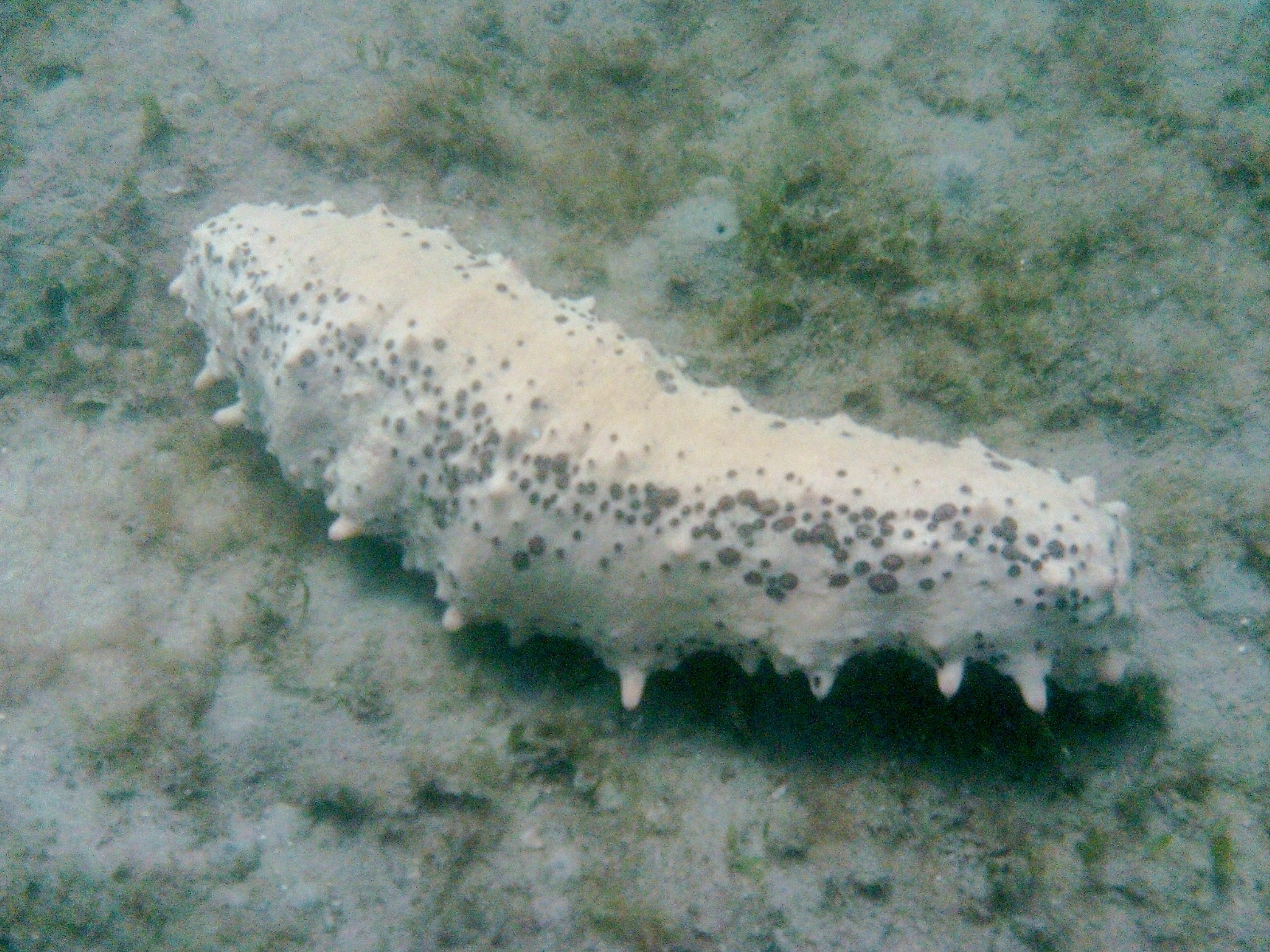 Sea Cucumber, Blue Heron Bridge