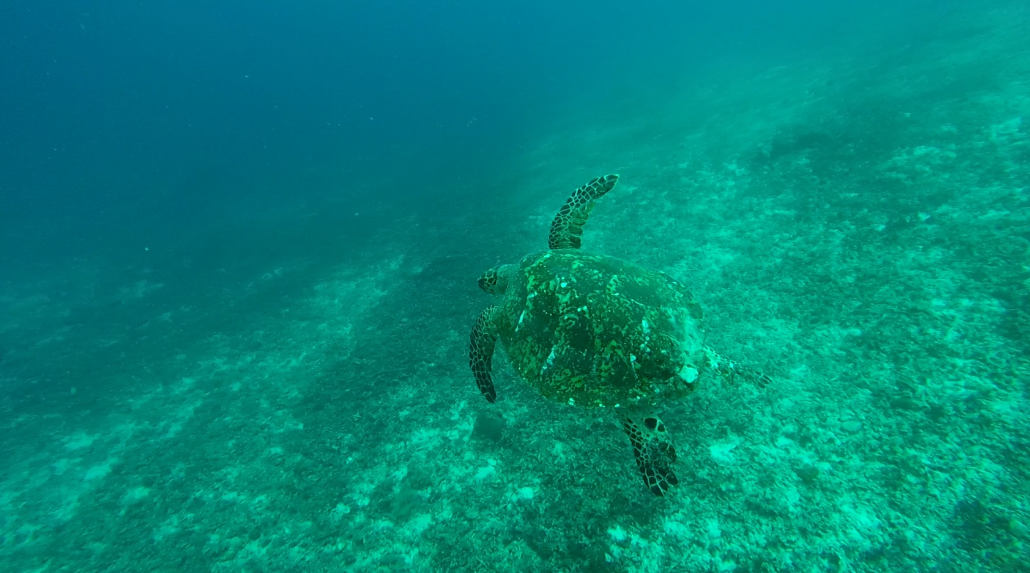 Sea Turtle in the Gili Air Reefs