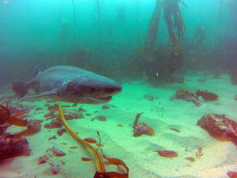 Seven Gilled Cow Shark