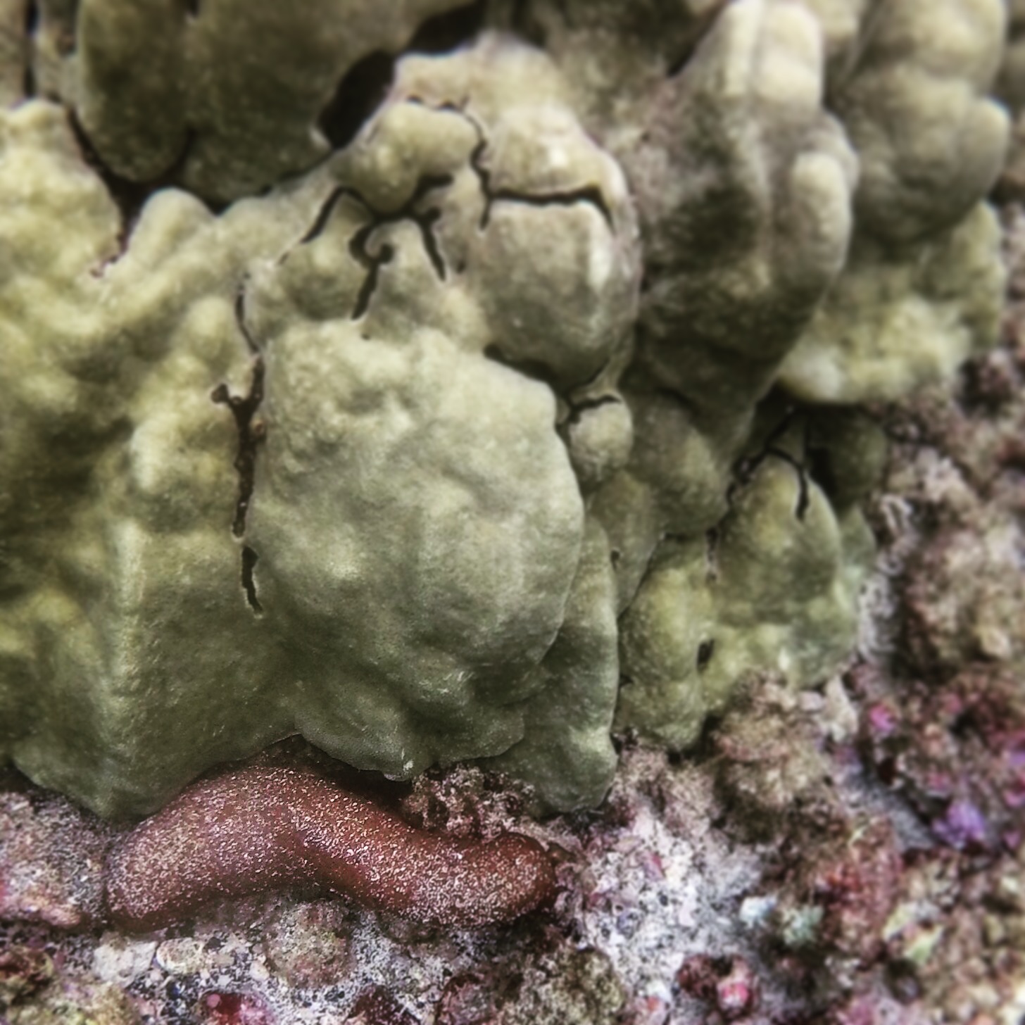 surprise ... sea cucumber