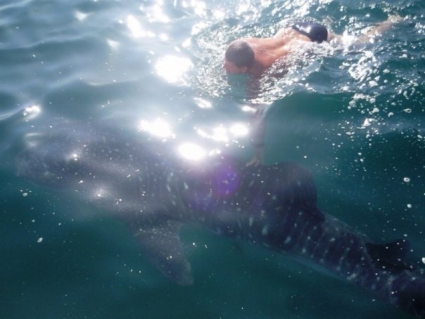 taking dip with Whale Shark Oman