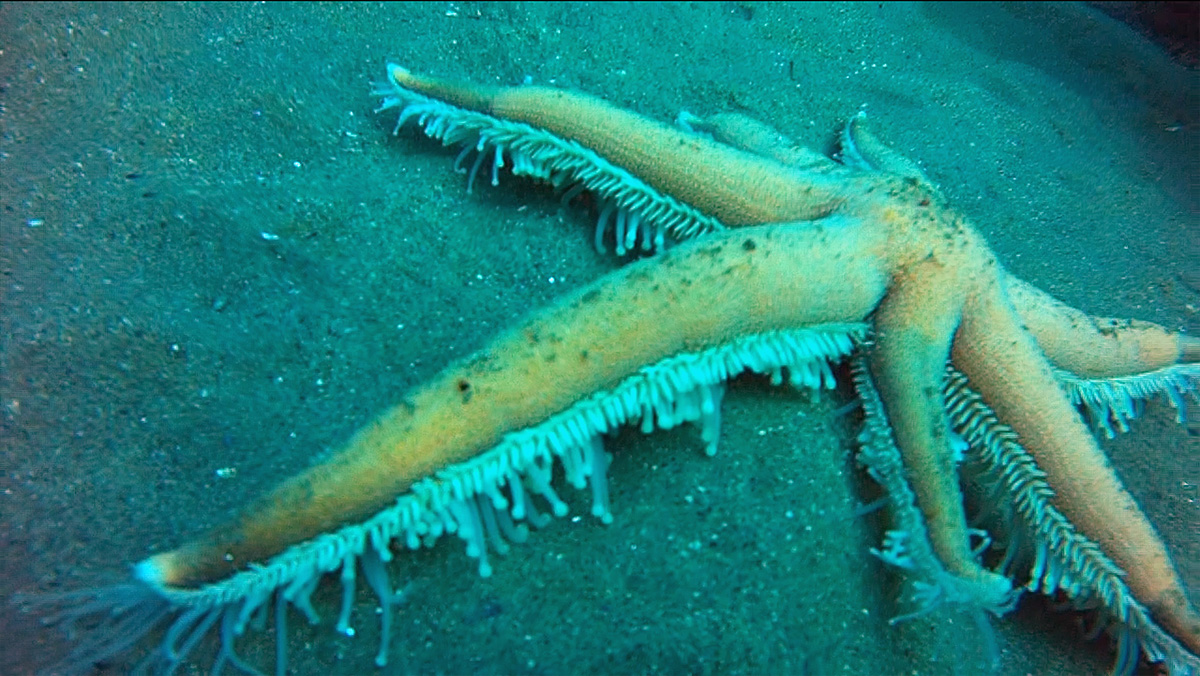 Walking starfish