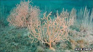 _55234355_nickowen_pinkseafans.jpg