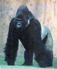 200px-Flachlandgorilla.jpg