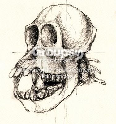 monkey_head.jpg