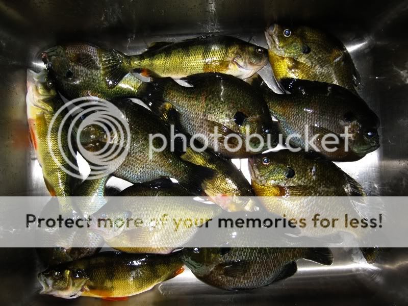 bluegills6-12-2009001.jpg