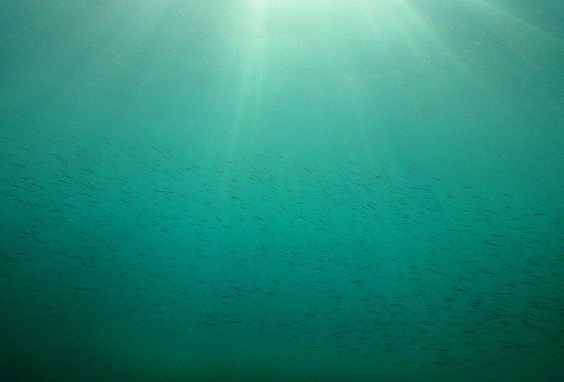 7303875312_5775b825b0_c.jpg
