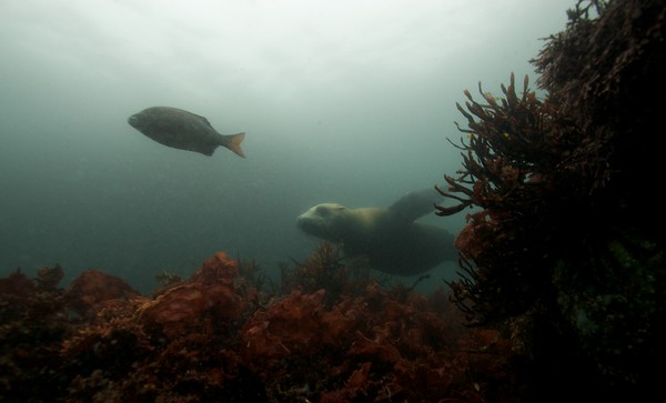 Monterey - Freediving