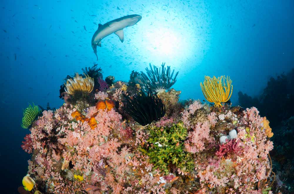 MS_Indonesien_Komodo_128.jpg