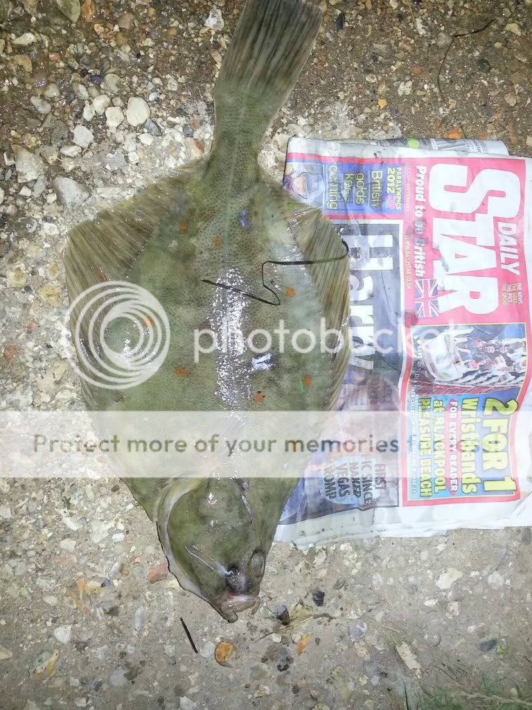 plaice1lb12.jpg