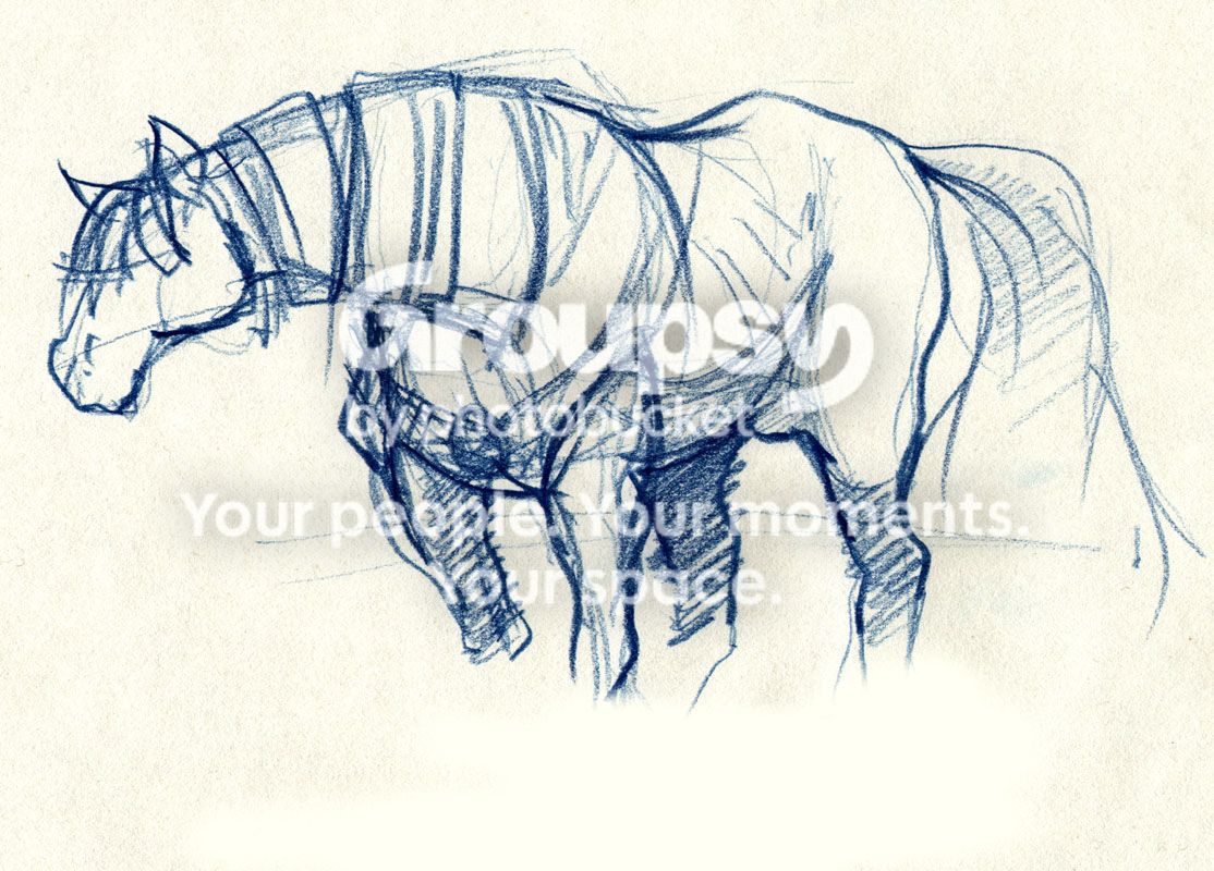 horse1.jpg