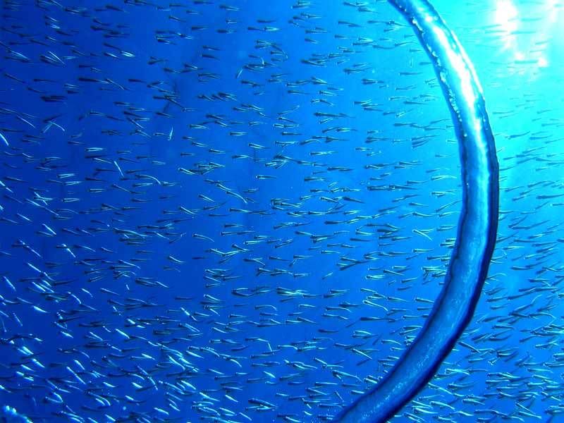 FishBubble.jpg