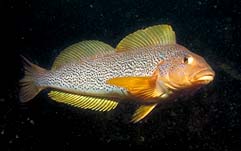 greenling1.jpg