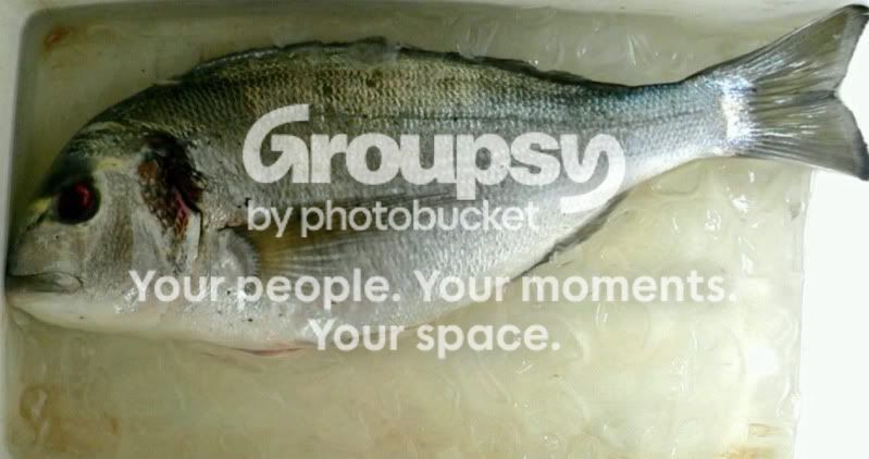 gilthead.jpg