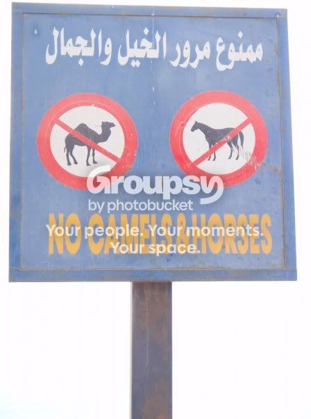 nocamelsdahab.jpg