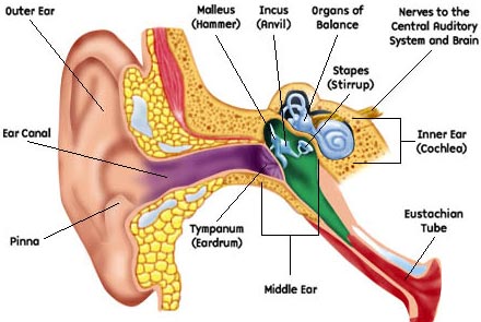 how-ear-works.jpg