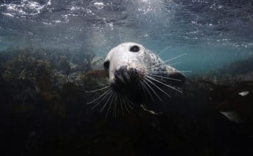 Curious Seal in Farnes Islands