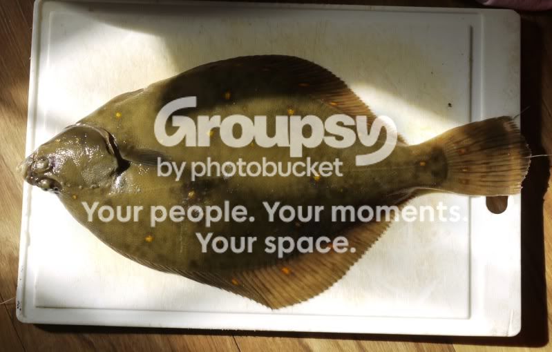 plaice.jpg