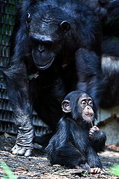 170px-Chimpanzee_mom_and_baby_cropped.jpg