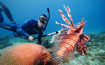 Lionfish caught with a Cressi Polespear