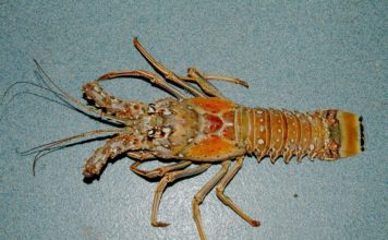 Florida Spiny Lobster are they worth dying for? Photograph by NOAA