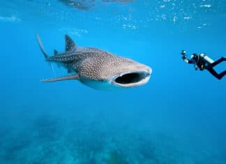 One of the main reasons to visit the Seychelles is to dive with whale sharks.