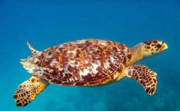 Sea-Turtle-by-Julie-Suess-Photography-356x220.jpg