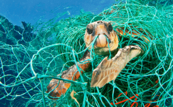 Turtle in Marine Debris